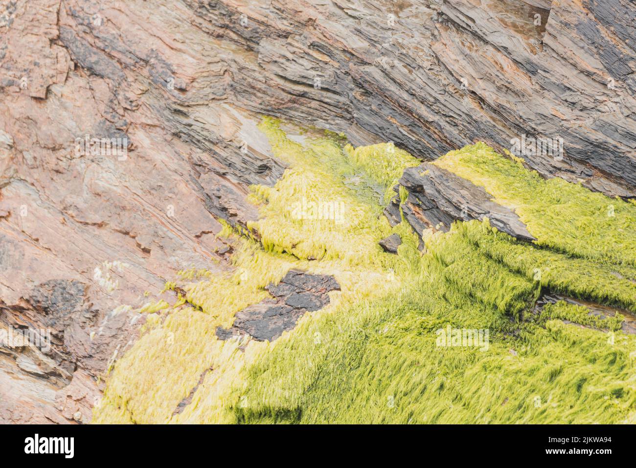 Closeup, intense green algae on rocks on the sea shore, backgrounds ...