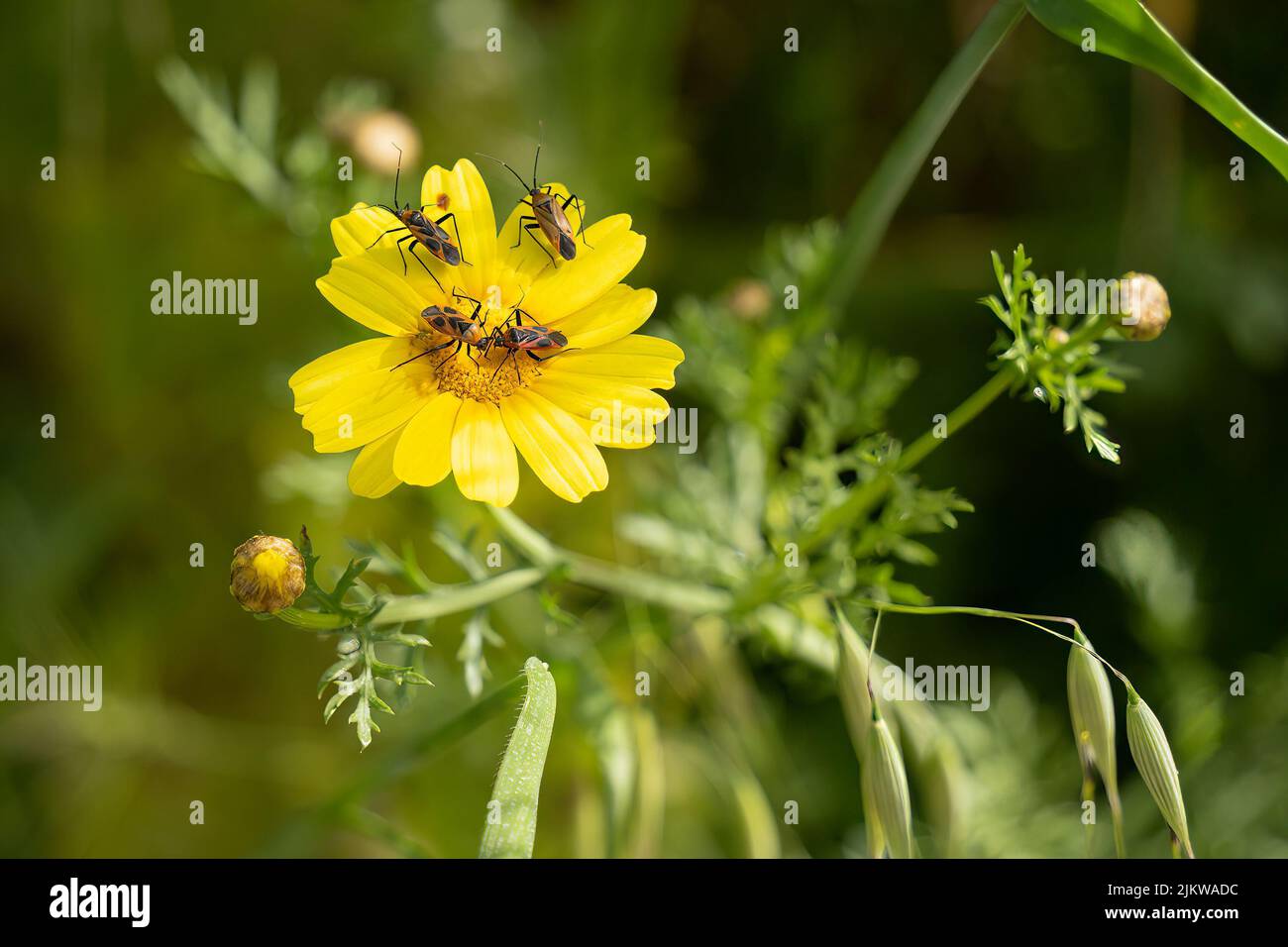 Four firebugs on a single crown daisy flower on a spring day in Israel. Stock Photo