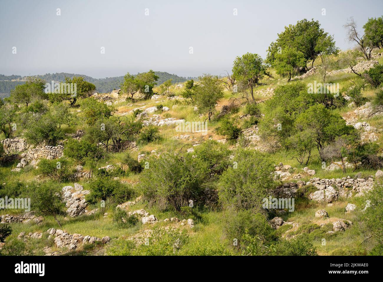 A lanscape in the Judea mountains near Jerusalem, Israel, with almond