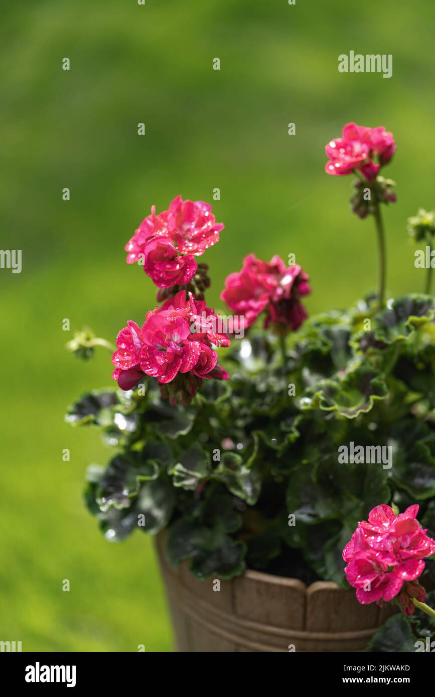 A beautiful shot of a Ivy geraniums in a pot Stock Photo