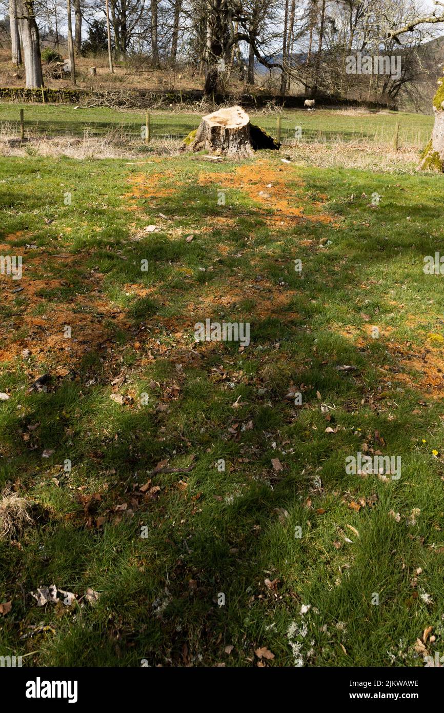 Remains of sawdust and shadow of fallen tree with stumps from hurricane