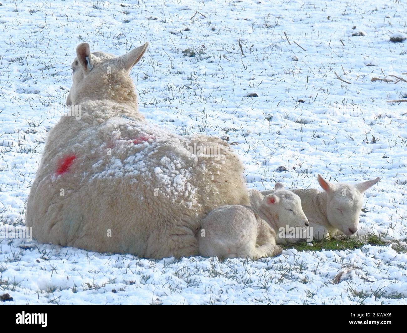 Spring twin lambs and ewe in a snow covered field in the Scottish Borders Stock Photo