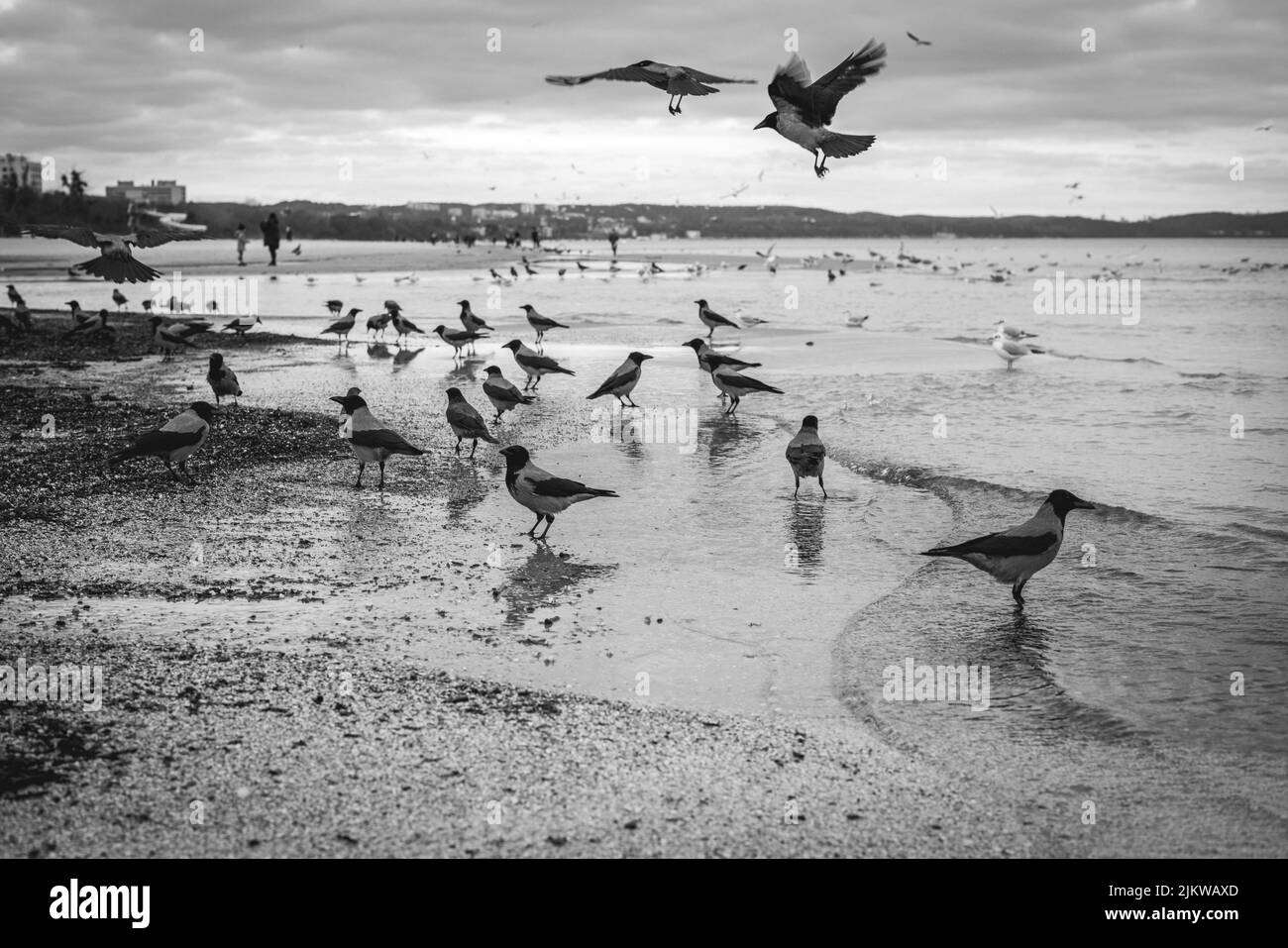 A grayscale shot of seagulls on the shore Stock Photo