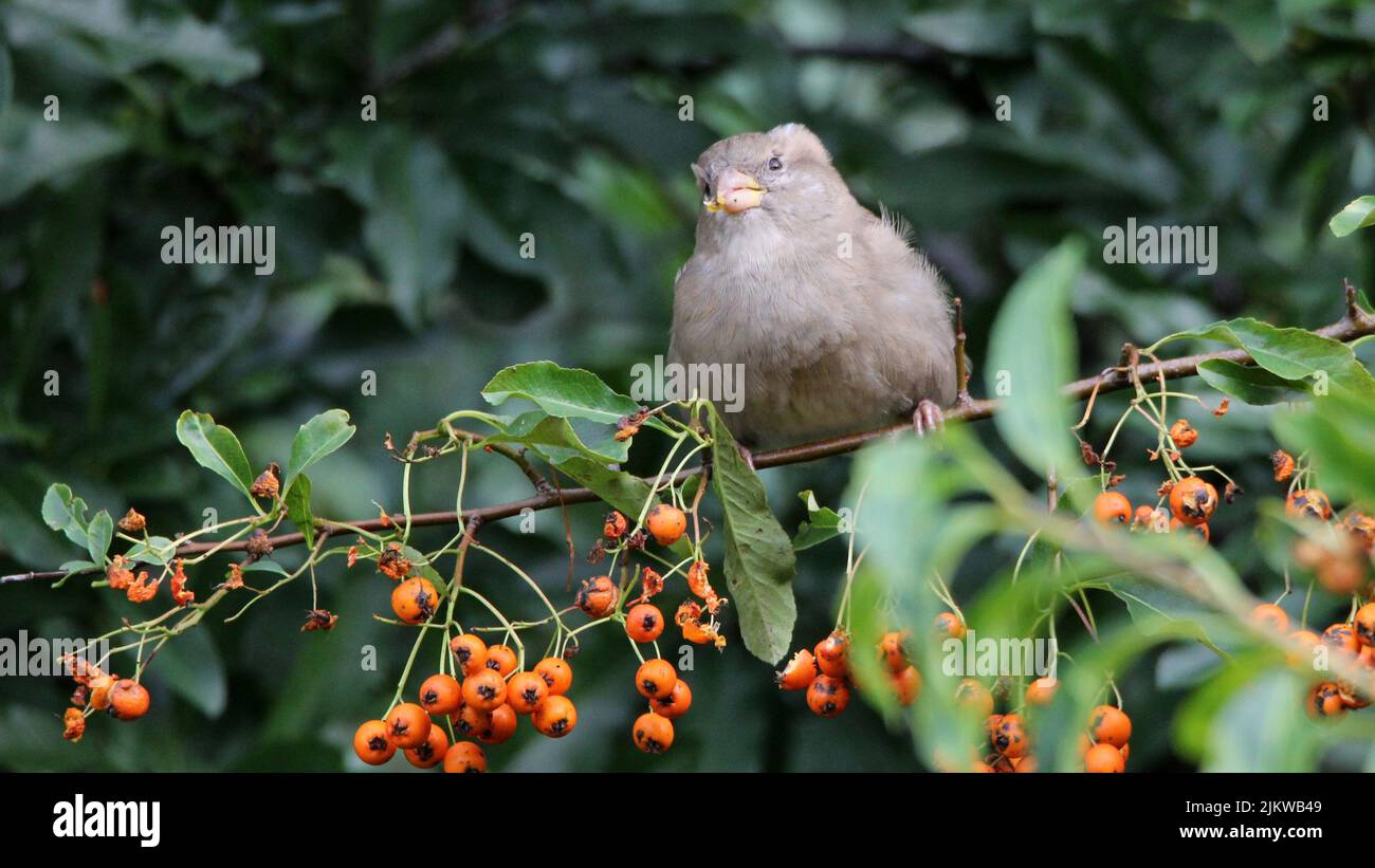 A Shallow focus of a gray True sparrows bird sitting on a branch of