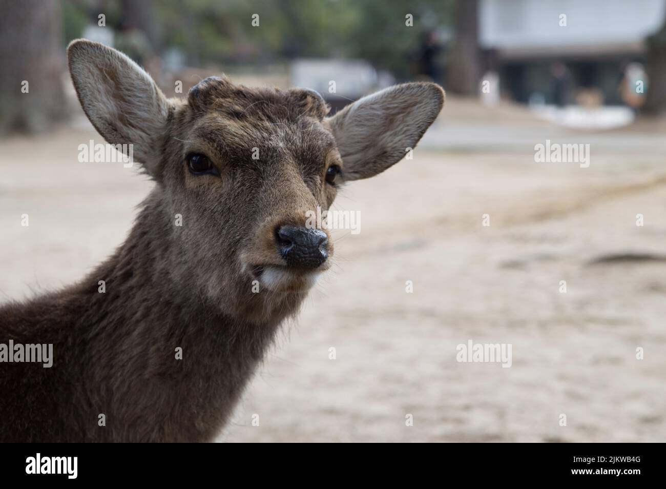 A closeup of a deer's face on a blurred background Stock Photo