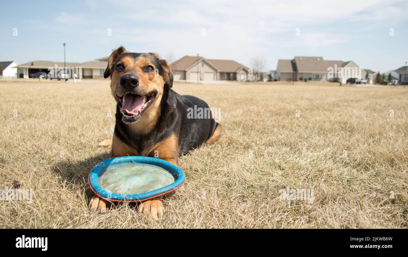 A joyful Huntaway dog lying on the field and playing with its toy on a sunny day Stock Photo