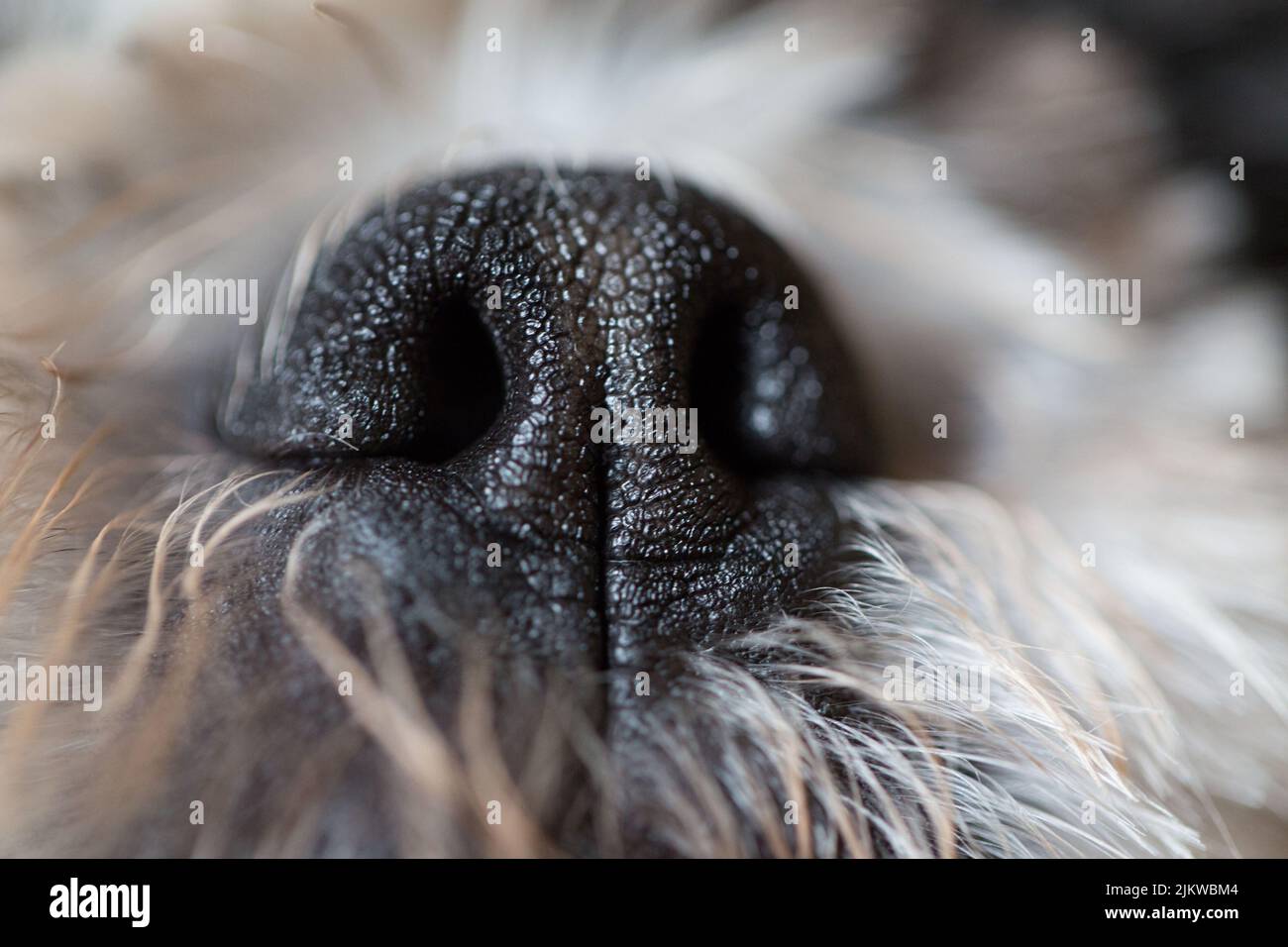 A closeup shot of dog nose with hair Stock Photo