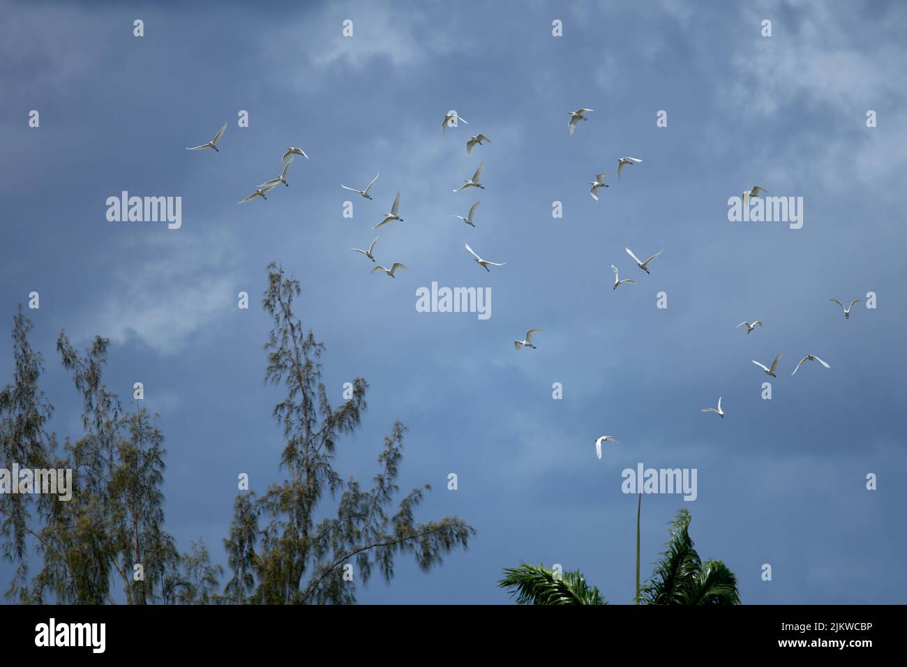 Birds flying on beautiful sky hi-res stock photography and images - Alamy