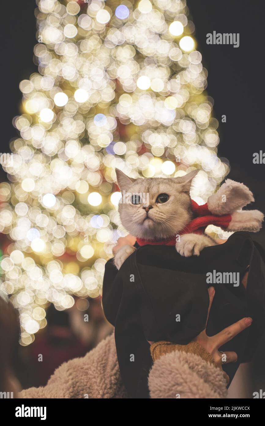 An adorable fluffy kitty posing in the Christmas tree background with bokeh lights Stock Photo