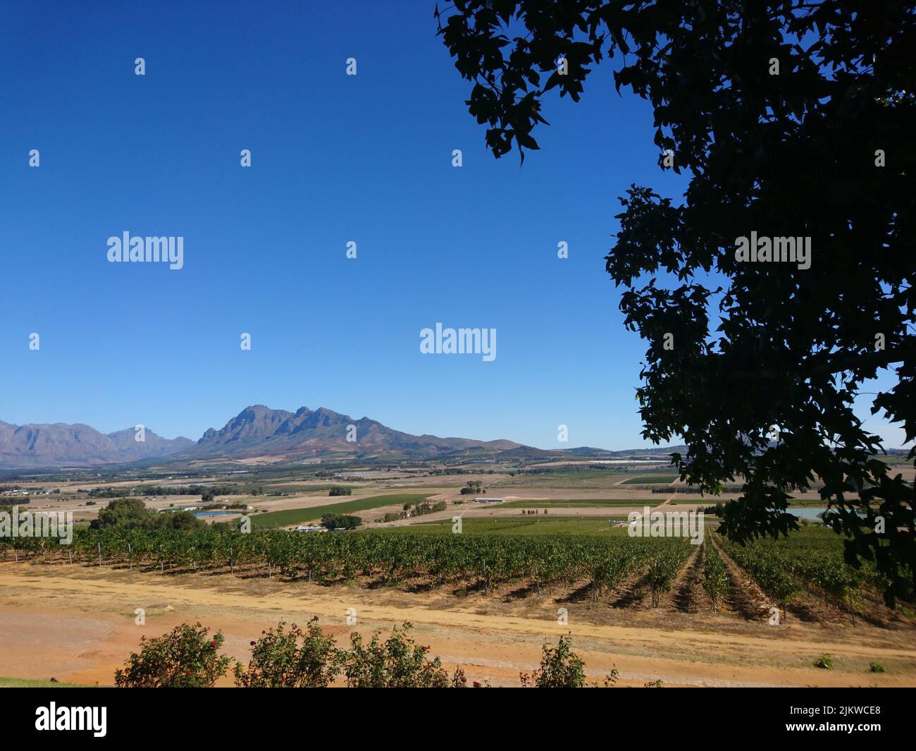 The blue sky over the vineyard and surrounding landscapes of Suid-Agter ...