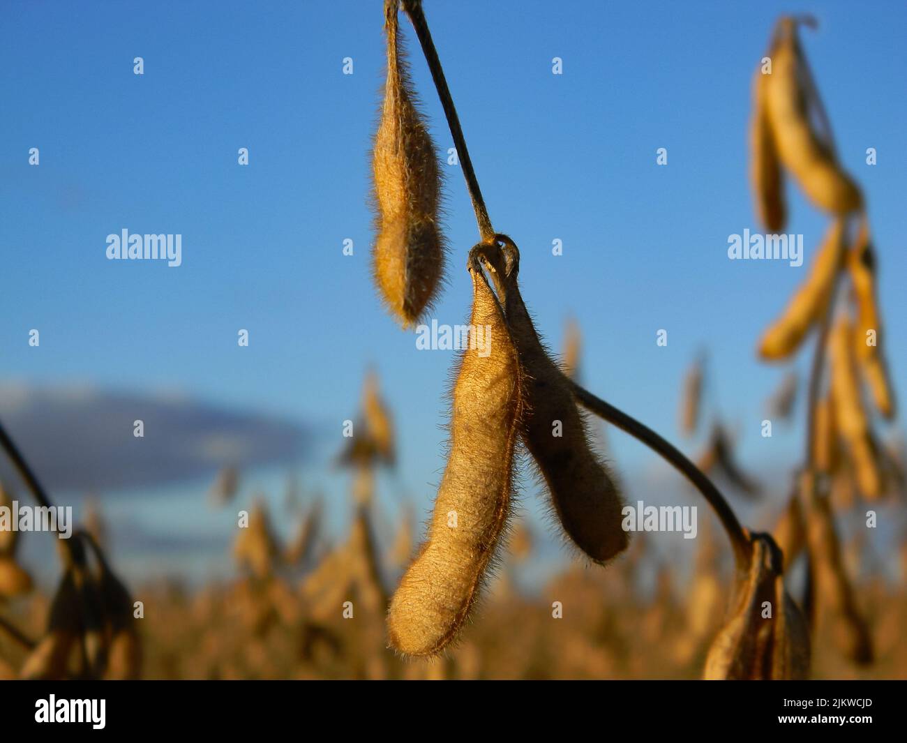 Soya bean plantation hi-res stock photography and images - Alamy