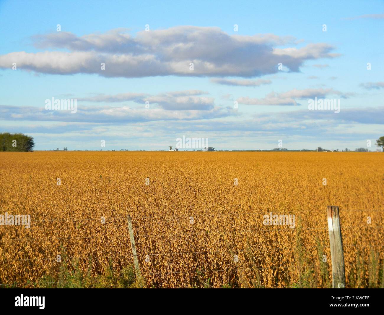 Soybean stubble hi-res stock photography and images - Alamy