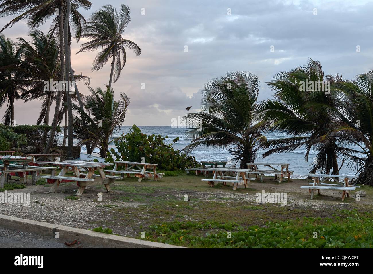 The empty benches and swaying coconut trees on the windy beach Stock Photo