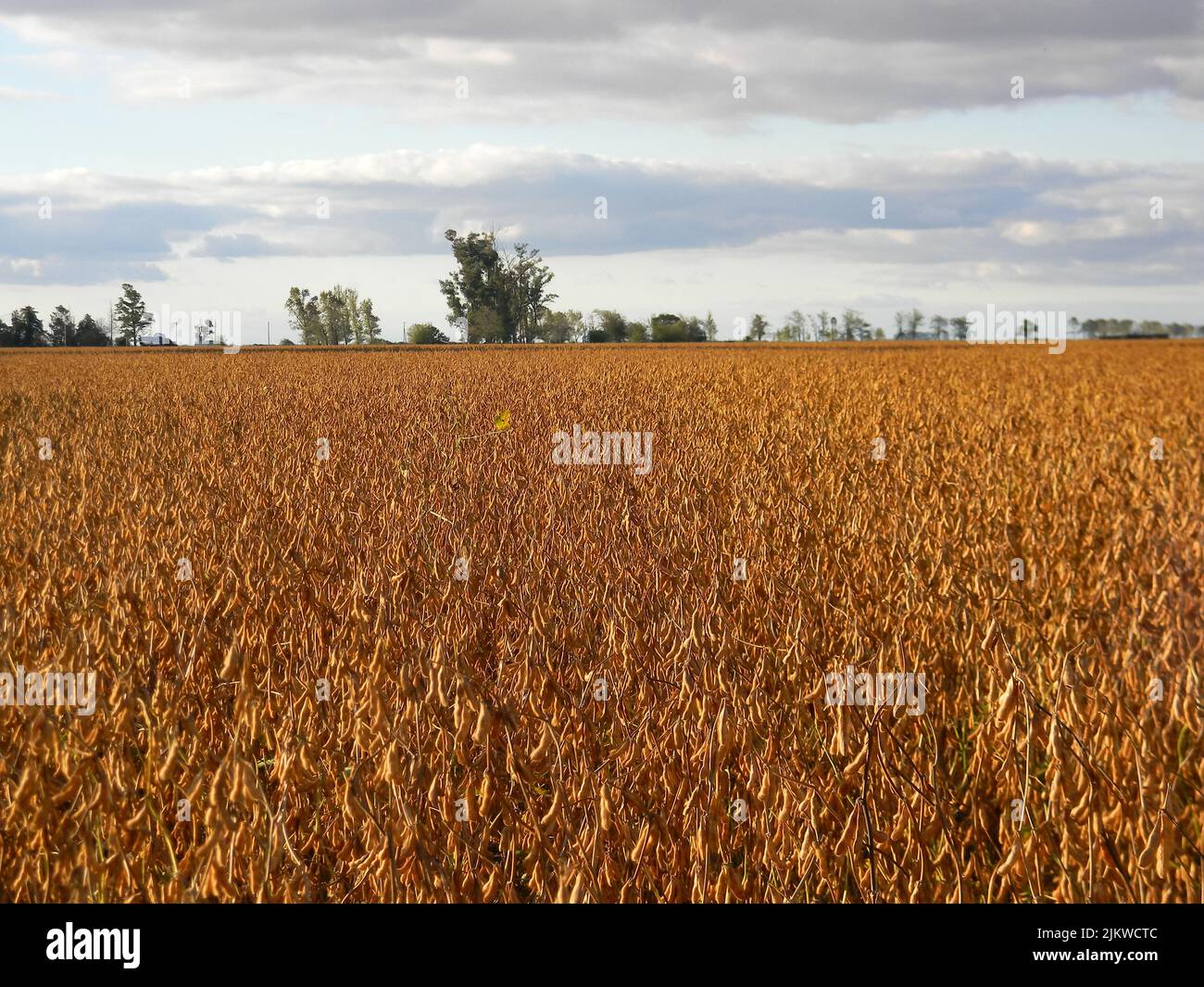Soybean stubble hi-res stock photography and images - Alamy
