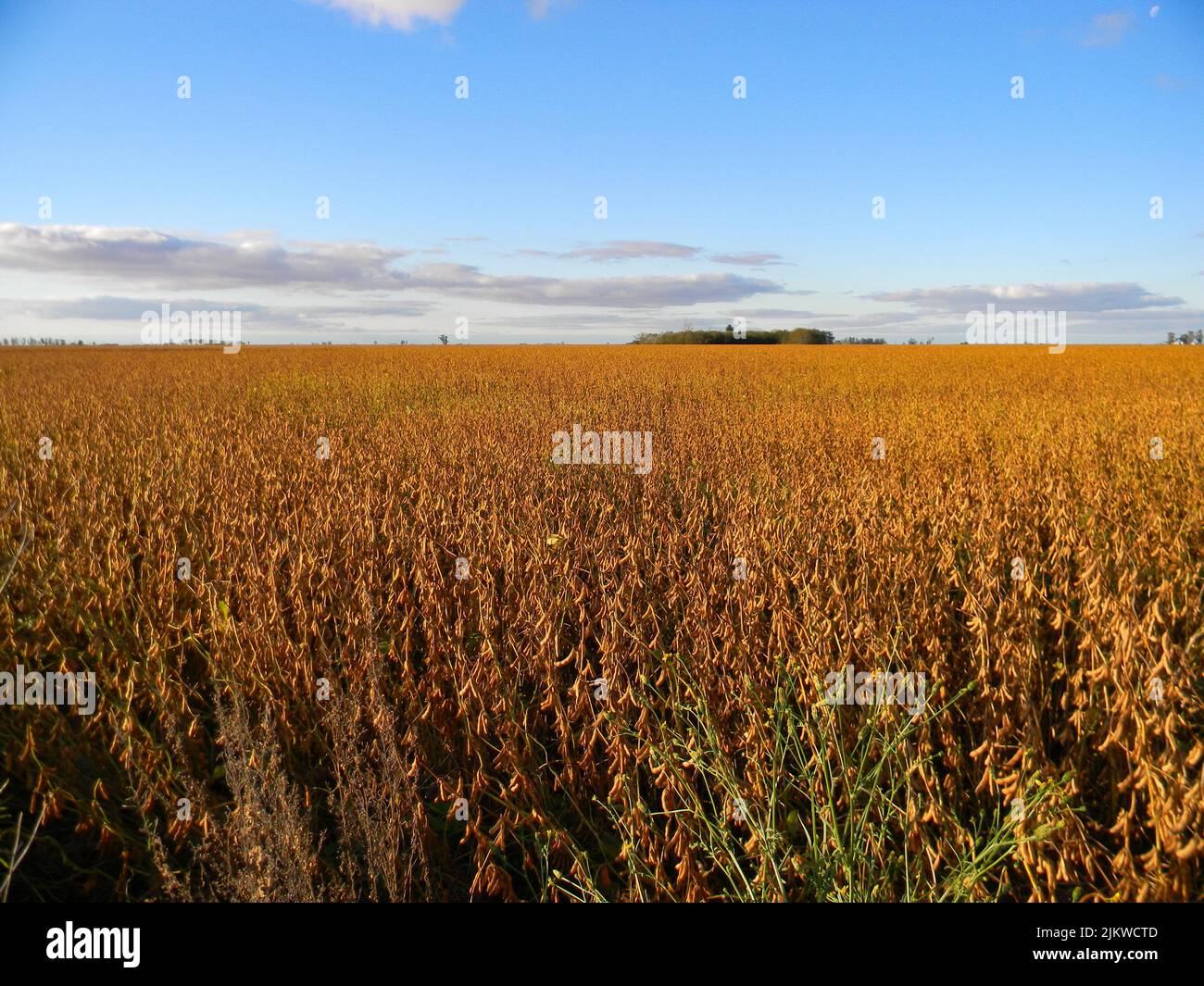Soybean stubble hi-res stock photography and images - Alamy