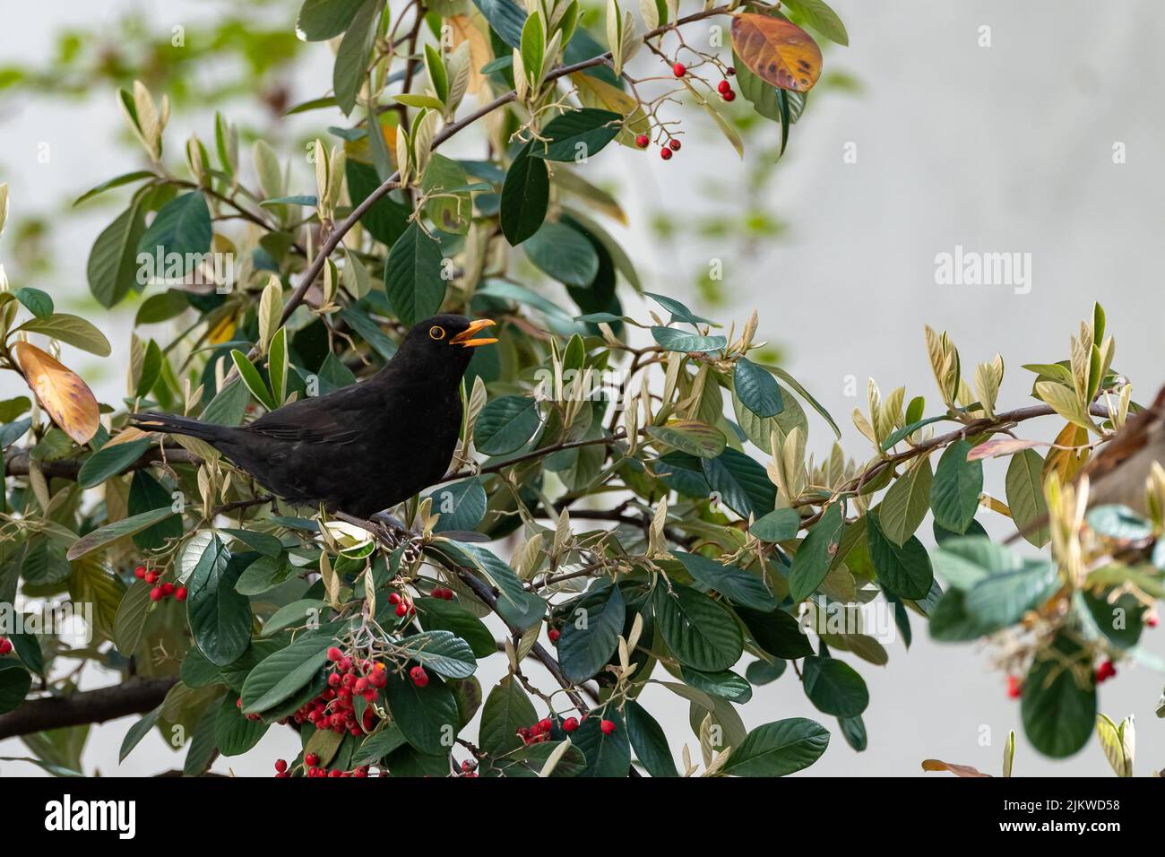 Common blackbird, Turdus merula, eating red seeds in a tree Stock Photo