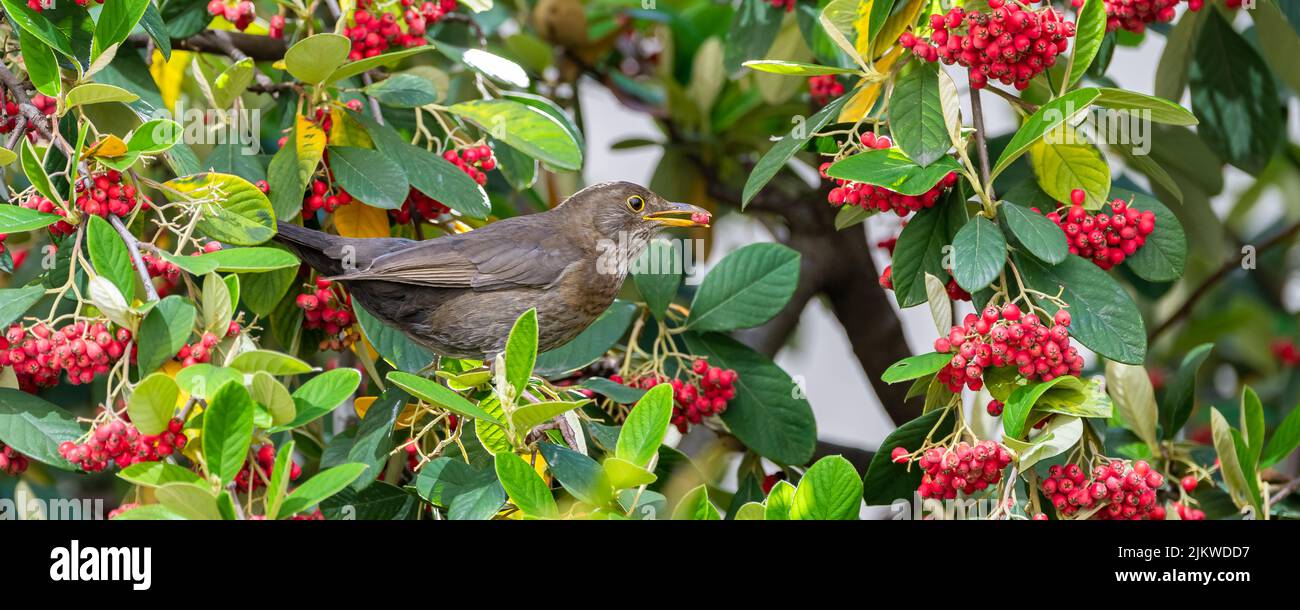 Common blackbird, Turdus merula, female, eating red seeds in a tree Stock Photo