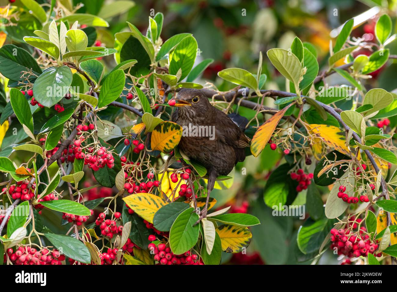 Common blackbird, Turdus merula, female, eating red seeds in a tree Stock Photo