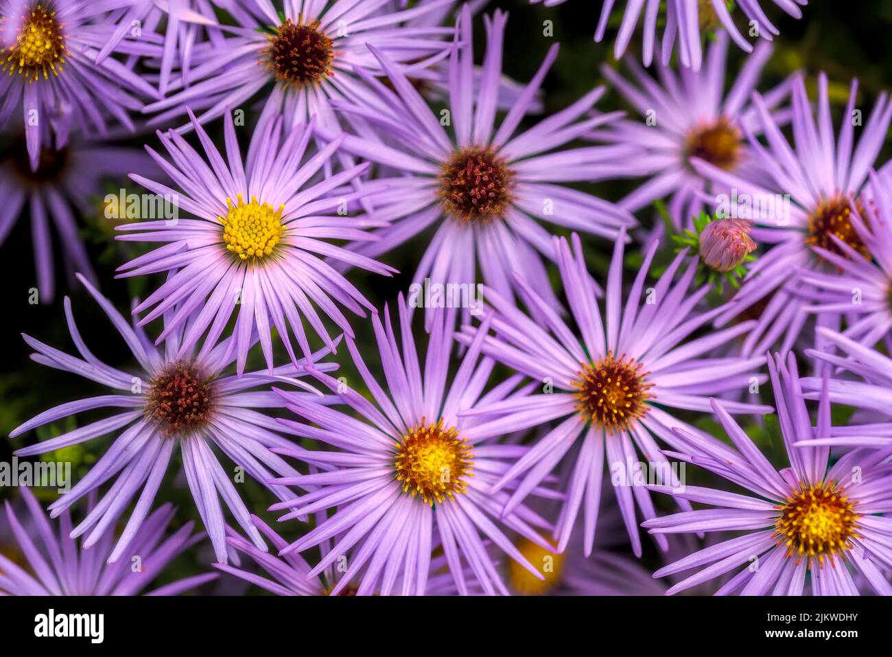 A closeup top view of purple aster flowers blooming in the garden on a beautiful sunny day Stock Photo