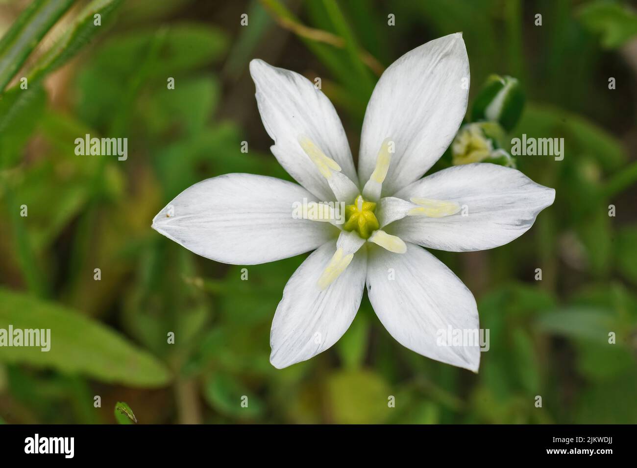 Closeup on the brilliant white flower of the garden star-of-Bethlehem, Ornithogalum umbellatum in the field Stock Photo