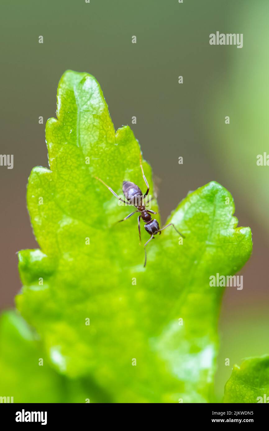 Ant walking on a leaf in the garden Stock Photo