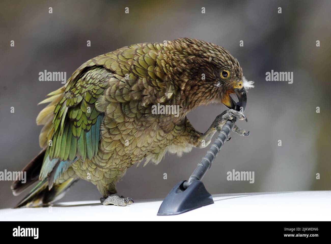 A closeup shot of a Kea bird standing on a white car chewing on black