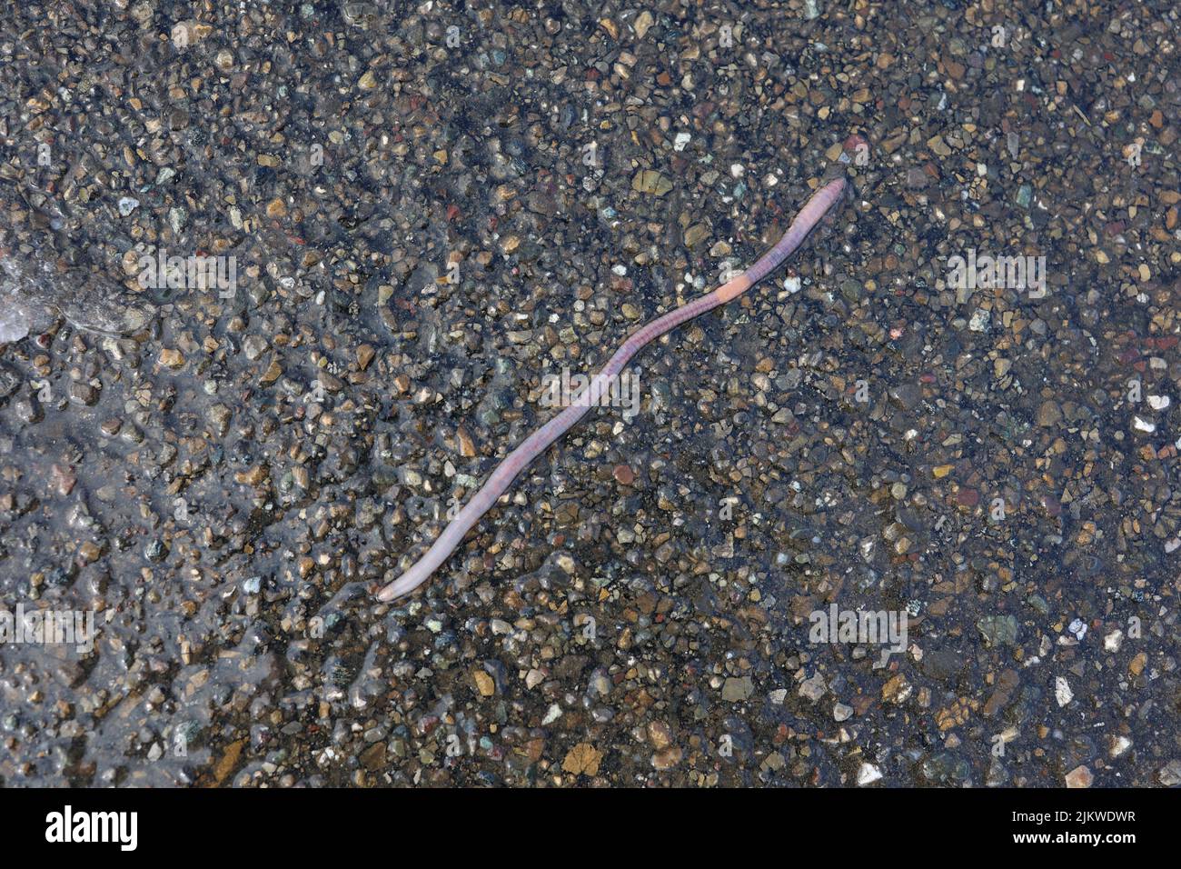 Earthworm after the rain crawled out on the asphalt. Stock Photo