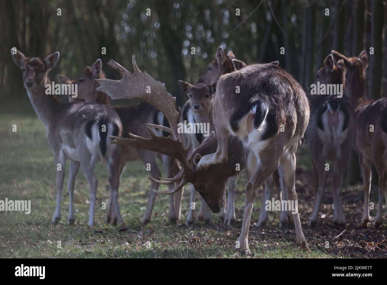 Deer at the edge of the forest. Stock Photo