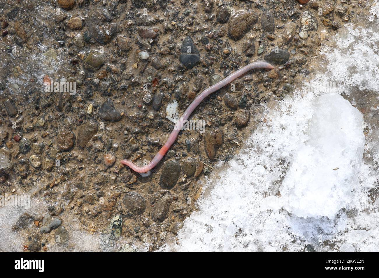 Earthworm after the rain crawled out on the asphalt. Stock Photo