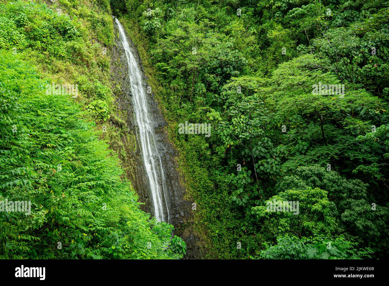 The wonderful Manoa Falls Closeup in Oahu Hawai Stock Photo