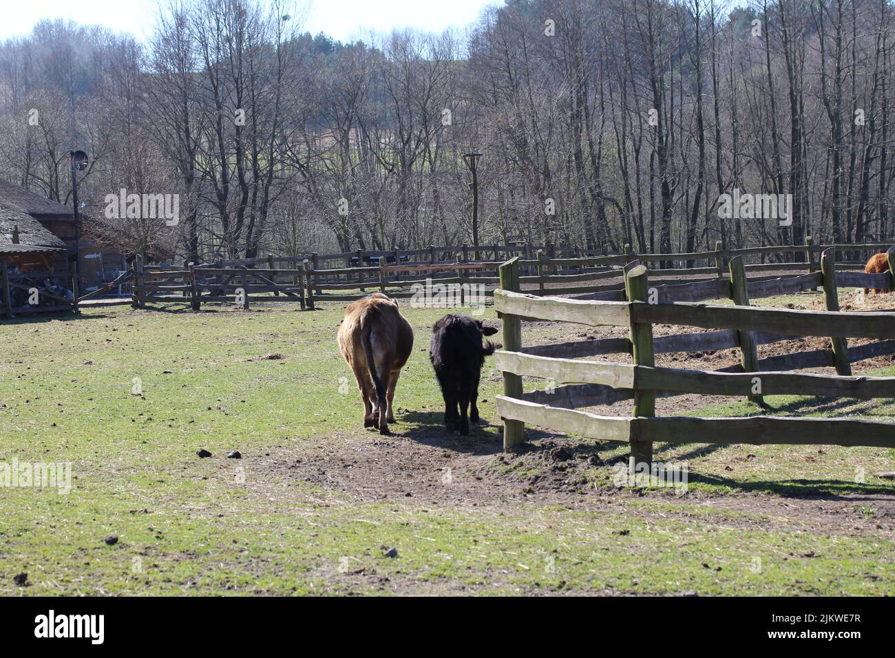 Cattle pens hi-res stock photography and images - Alamy