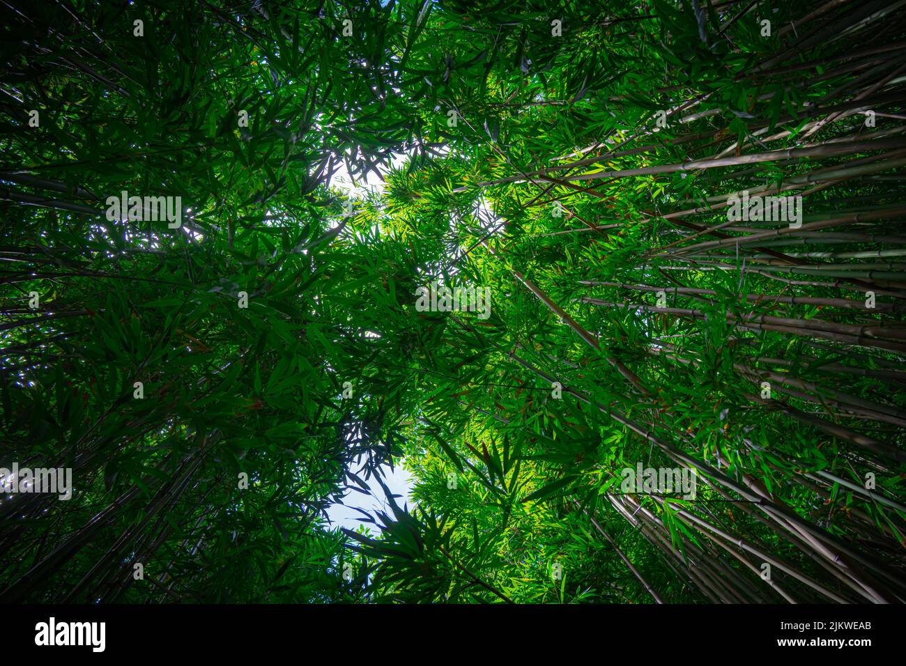 The Bamboo Forest Canopy Looking Up around Manoa Falls in Oahu, Hawai