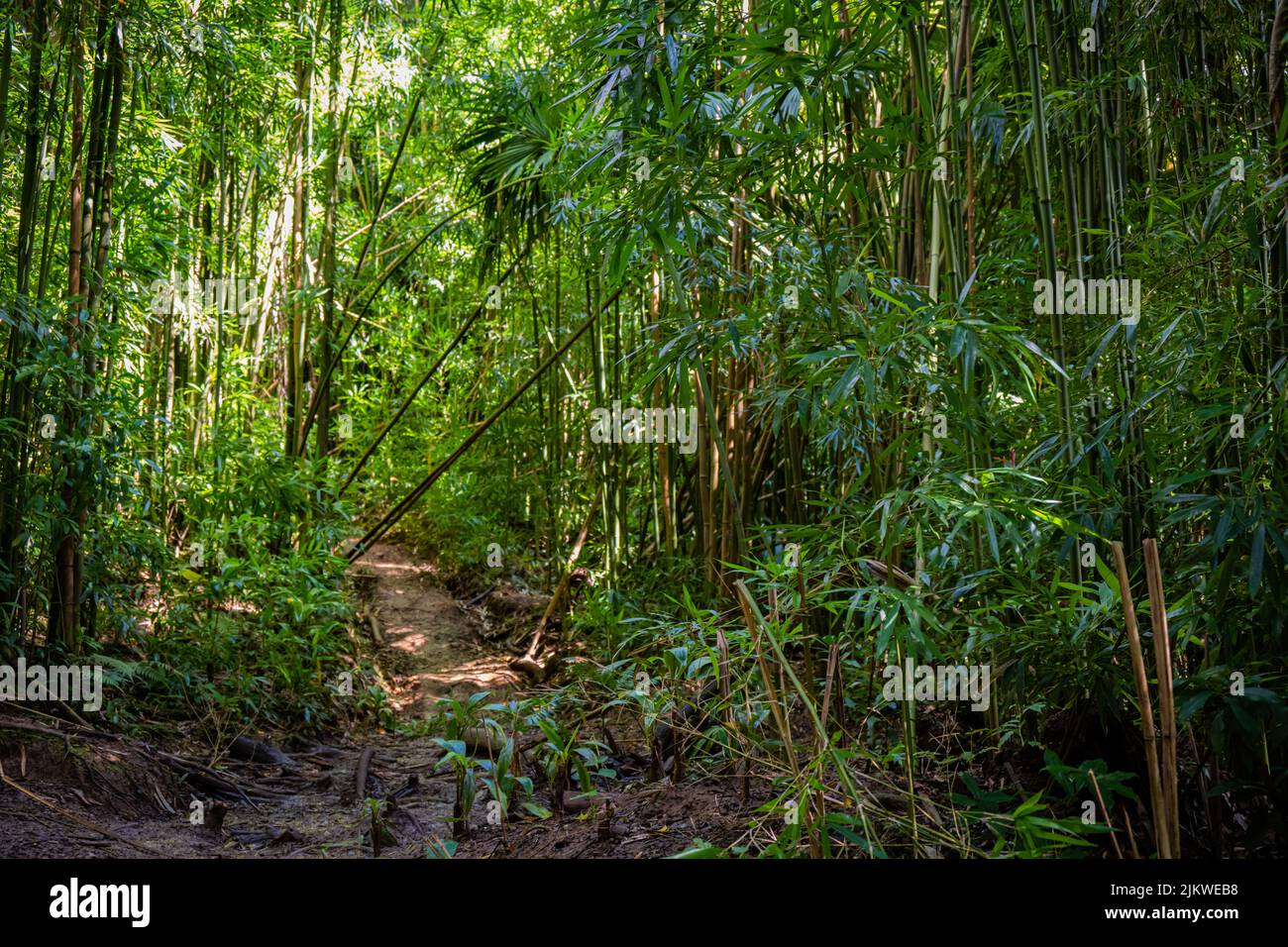 The Bamboo Forest Trail around Manoa Falls in Oahu, Hawai Stock Photo