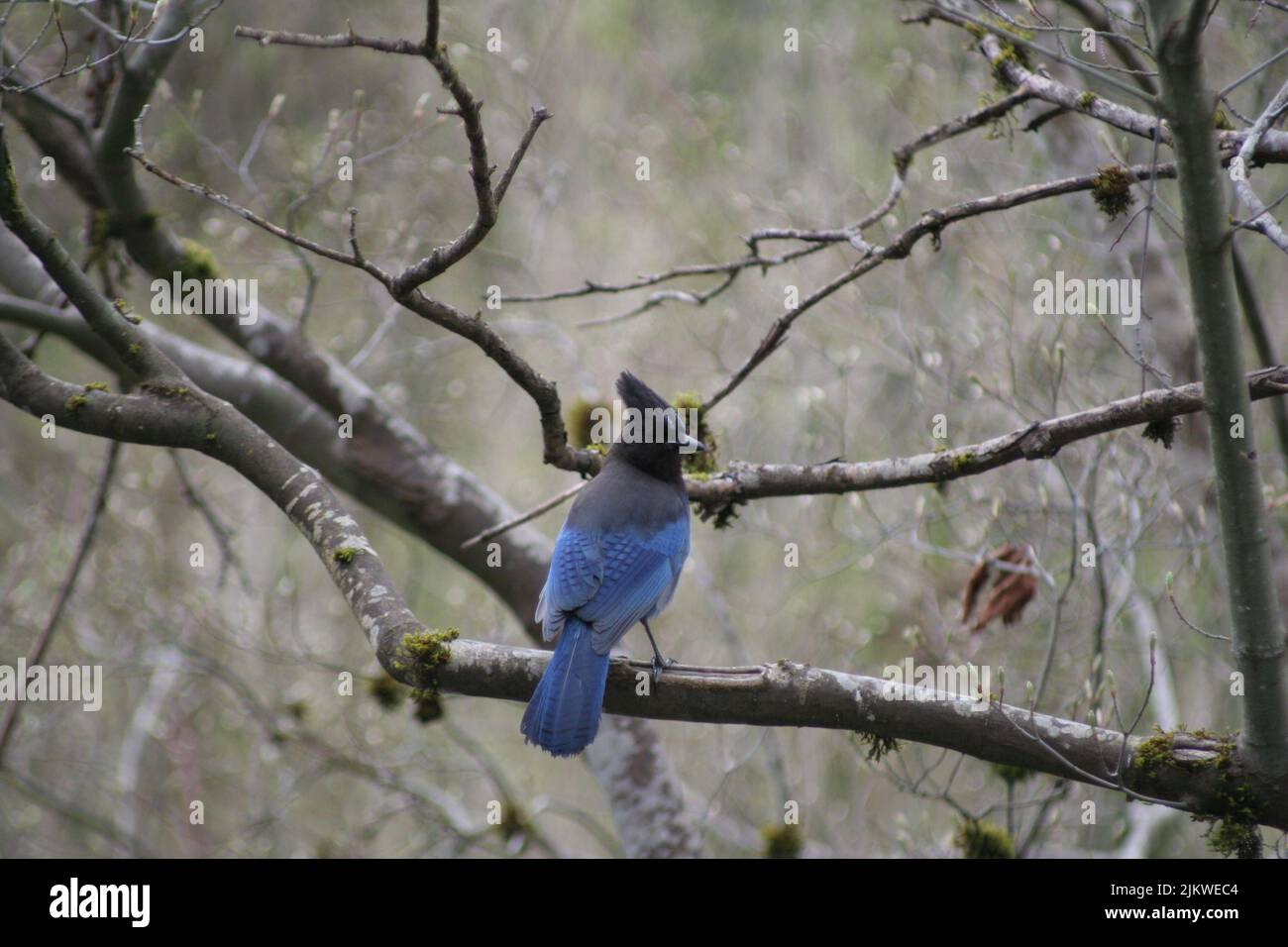 A Stellers jay perched on a tree branch, looking around and waiting Stock Photo