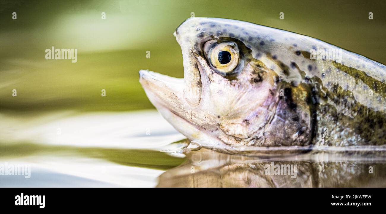 Trouts in the green water of a mountain lake. Rainbow trouts closeup