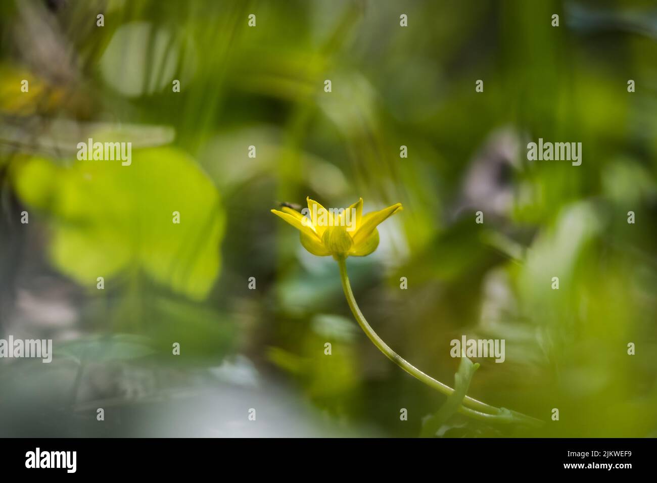 A closeup of a small blooming yellow flower on a blurry bokeh background in nature Stock Photo