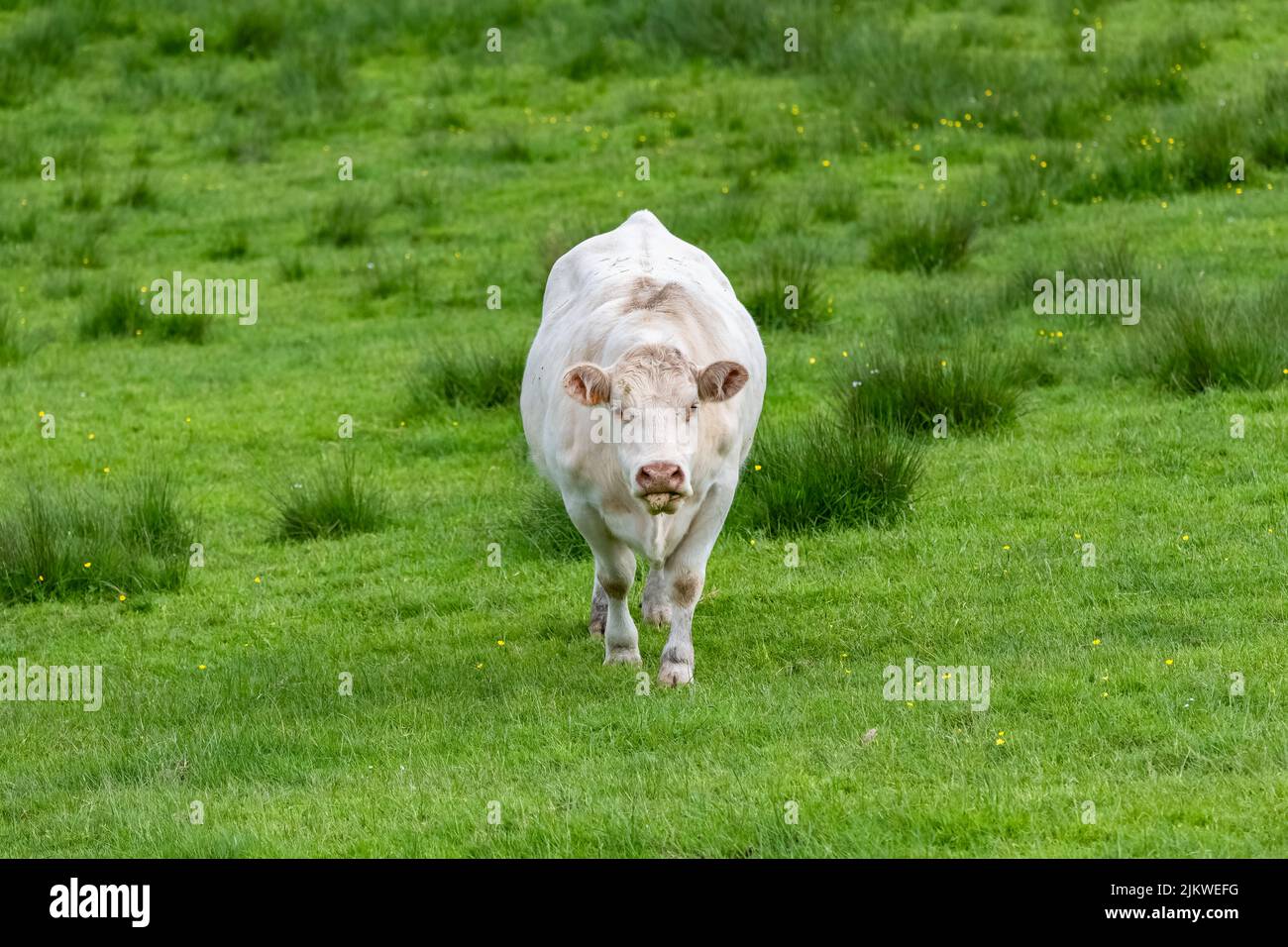A white cow in a field, in a pasture Stock Photo Alamy