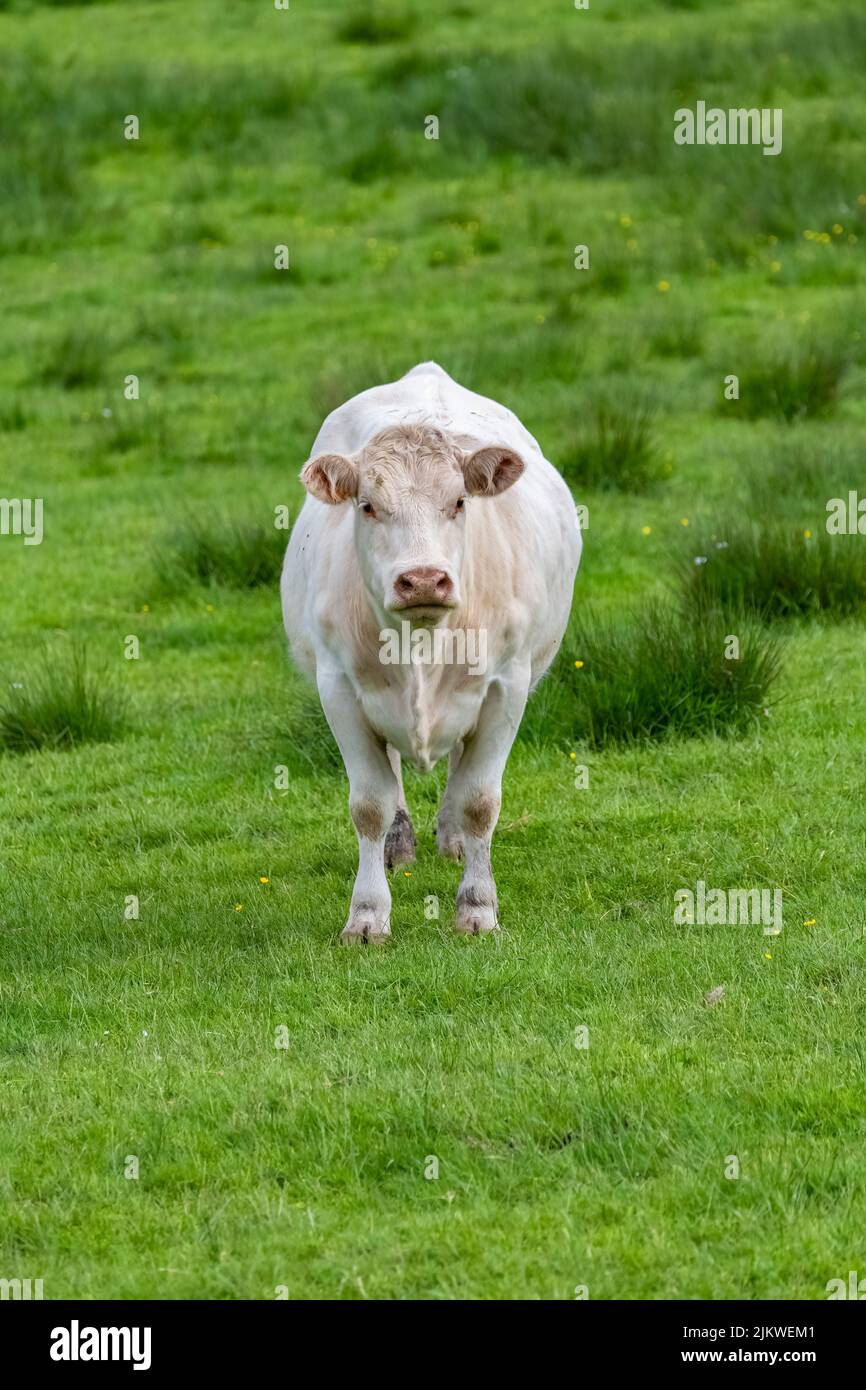 A white cow in a field, in a pasture Stock Photo Alamy