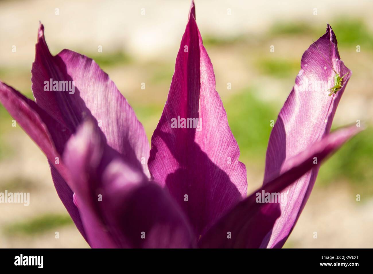 Tulip flower petals hires stock photography and images Alamy
