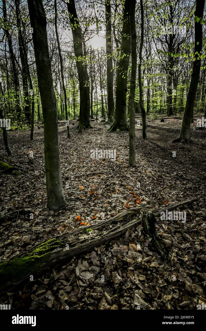 A vertical shot of a forest with huge trees during the day in grayscale ...