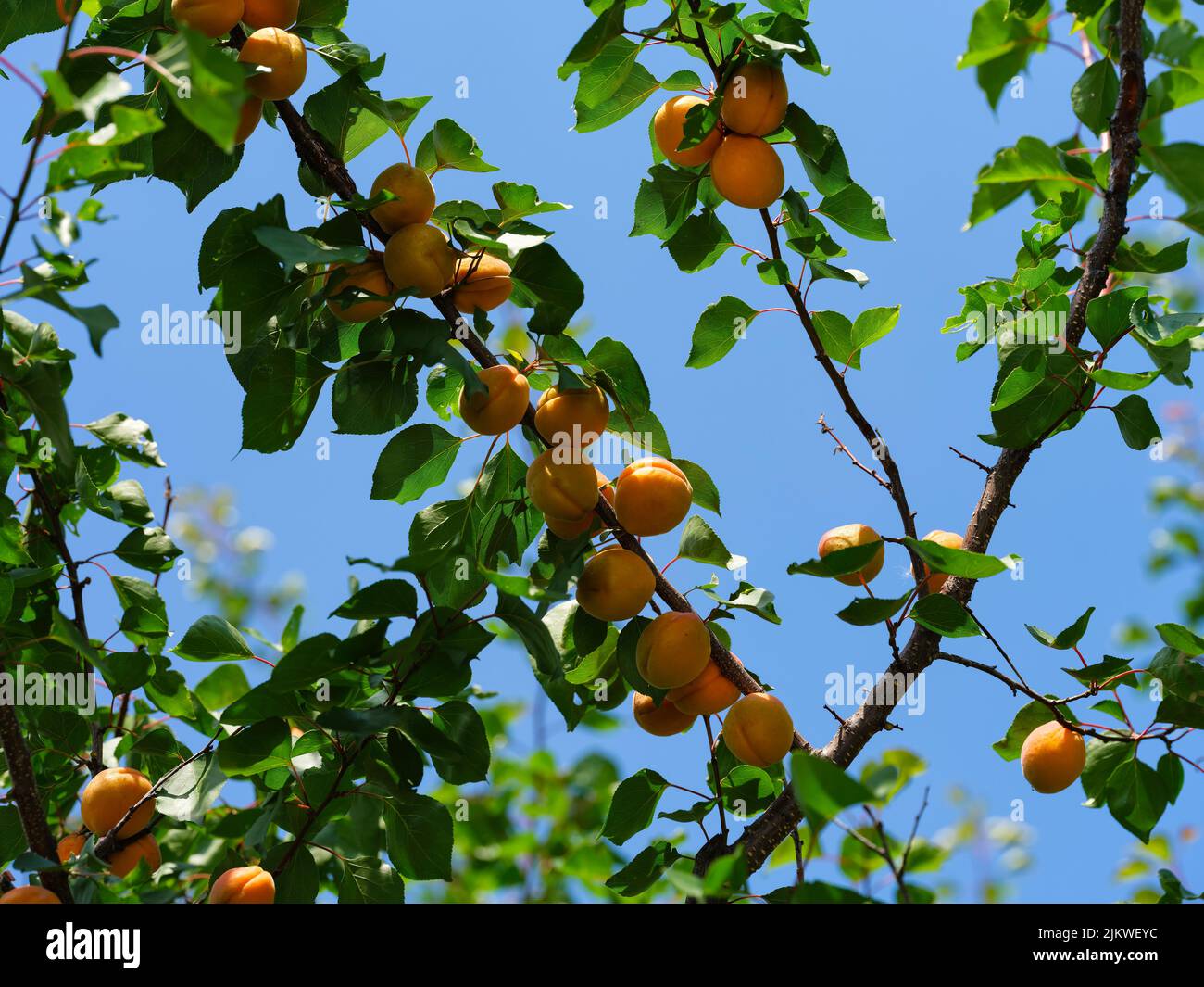 Ripe organic apricots on tree branches against blue sky. Summer time. Stock Photo