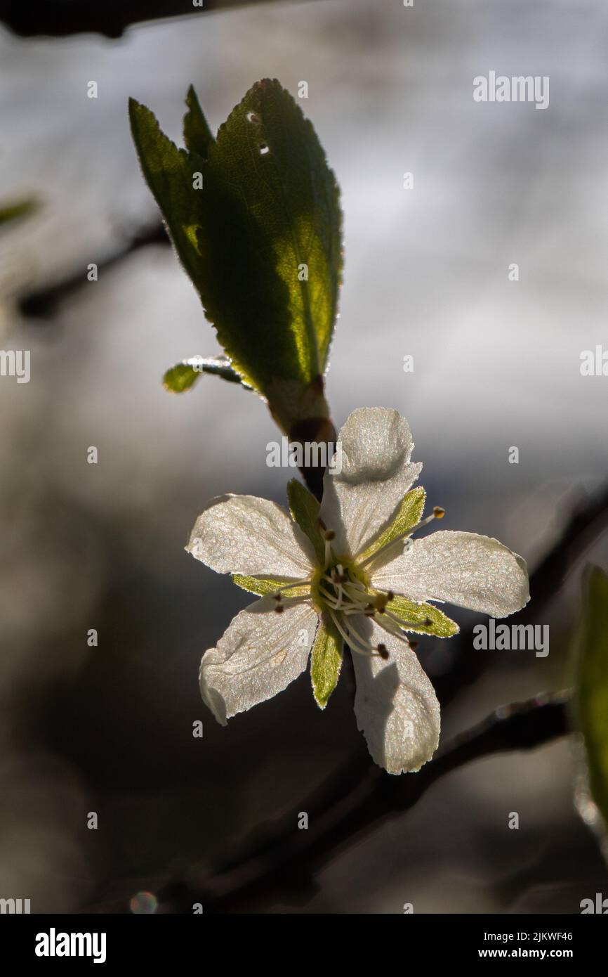 beautiful colored photograph of a spring object Stock Photo - Alamy