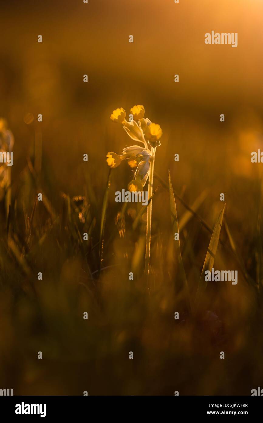 A vertical closeup of wildflowers in the field against the blurry background with bokeh lights Stock Photo