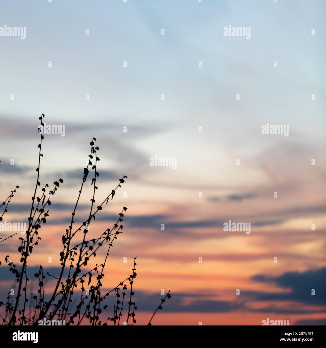 beautiful colored photograph of a spring object Stock Photo - Alamy