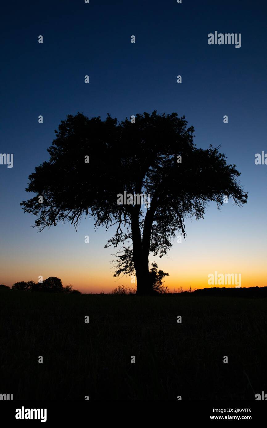 A silhouette of a tree on a sunset sky background Stock Photo - Alamy