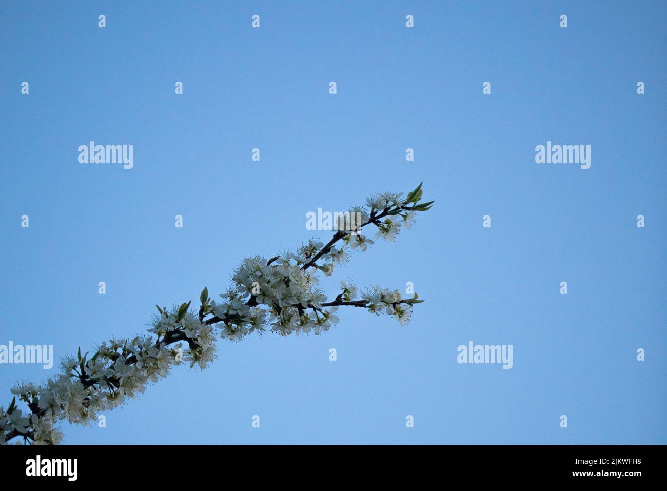 beautiful colored photograph of a spring object Stock Photo - Alamy