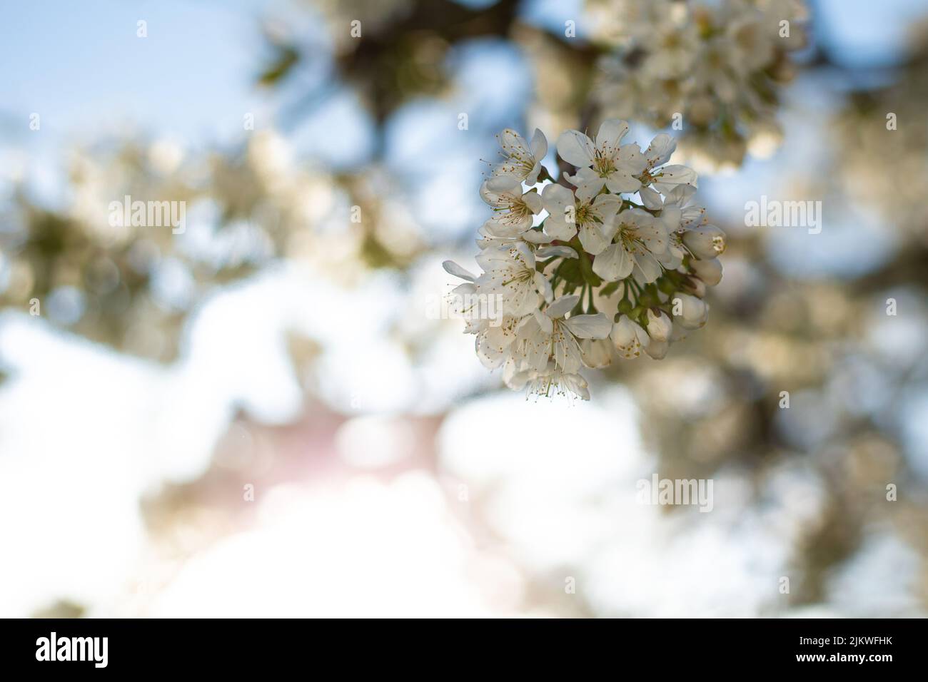 A macro view of white Prunus cerasus flowers blooming on the tree branches against the blurry background Stock Photo