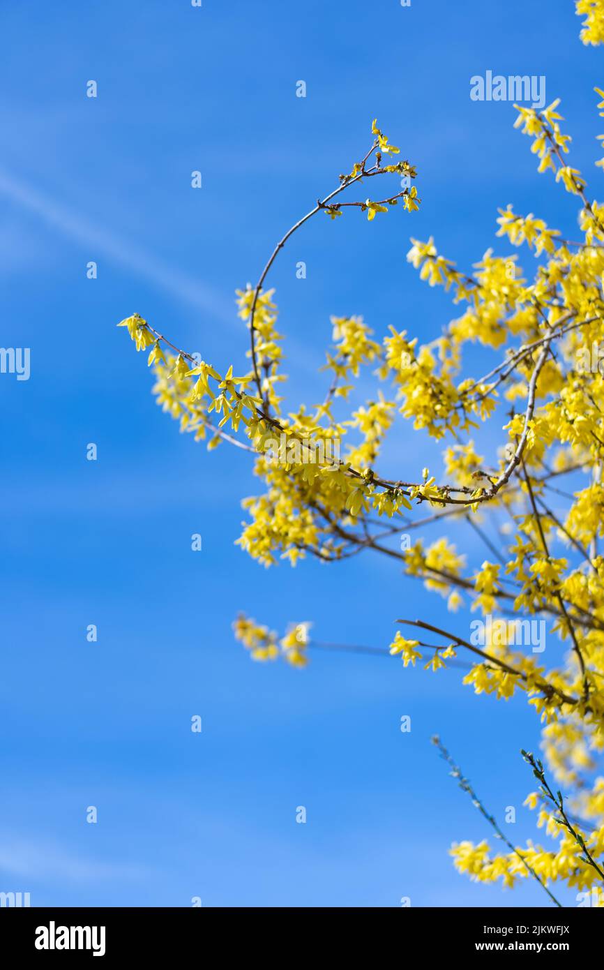 A blooming forsythia in spring Stock Photo