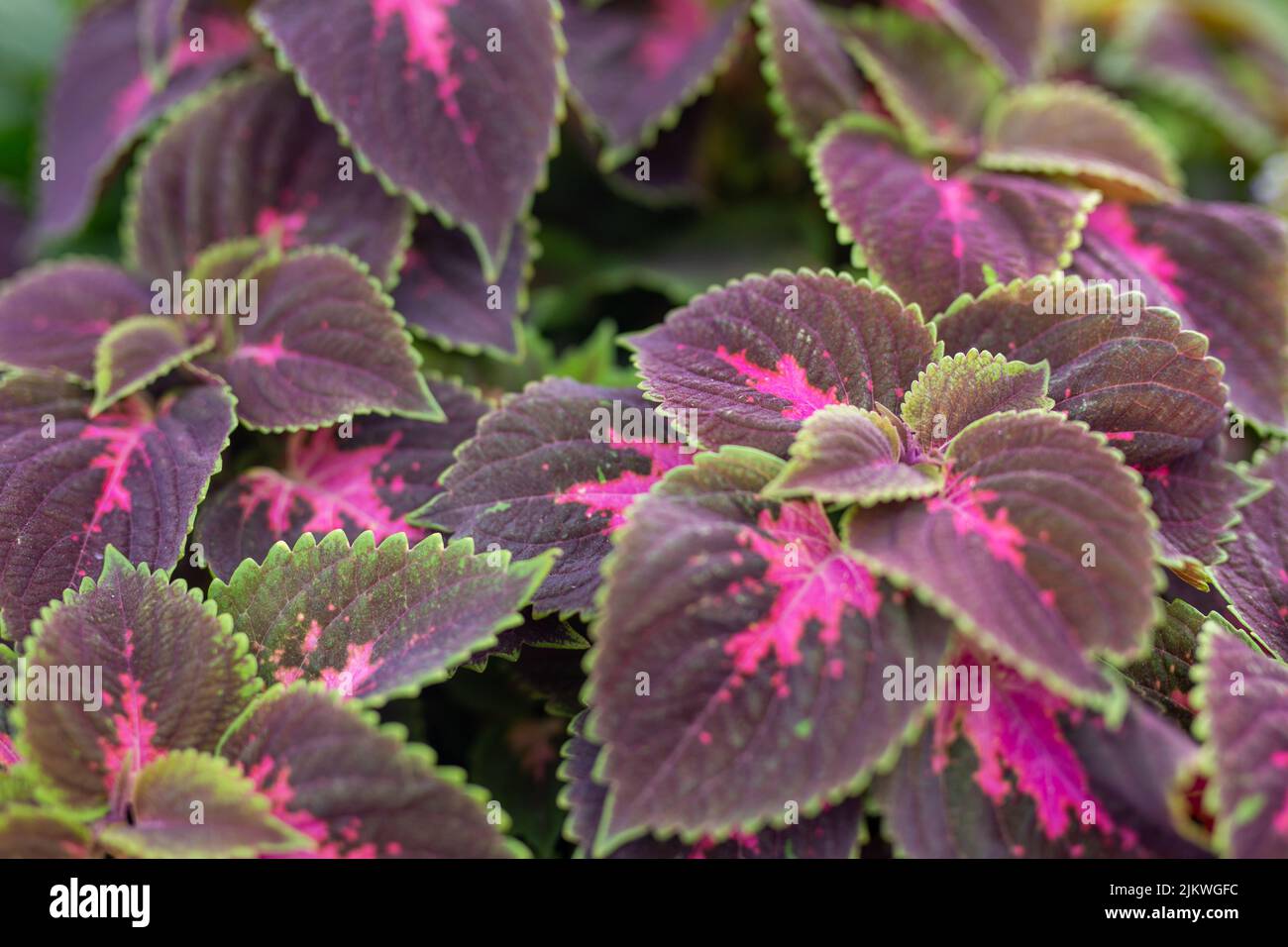 Plant with purple leaves hi-res stock photography and images - Alamy