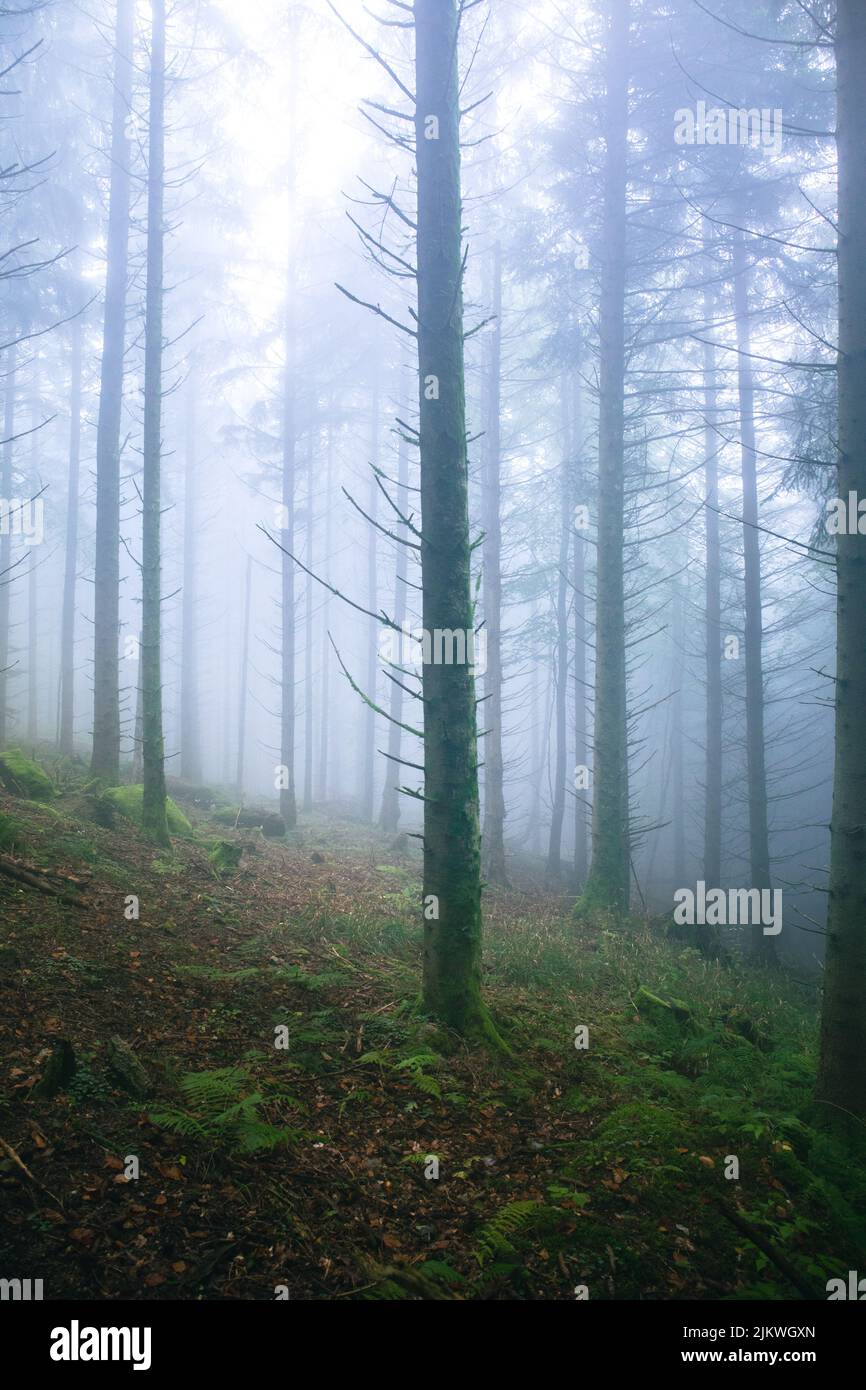 A vertical shot of trees in the forest covered with fog Stock Photo - Alamy